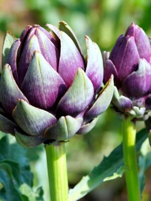 artichaut-violet-de-provence-1-potager-darmor Graines d’artichaut Violet de Provence – capitule violet sur le plant