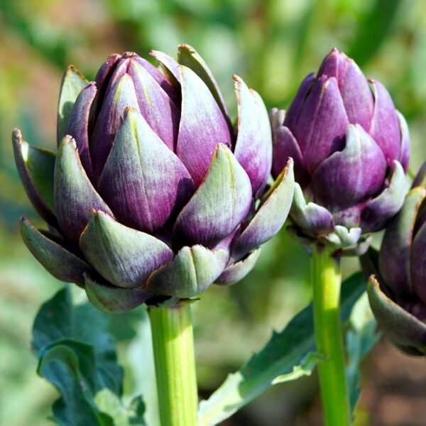 Graines d’artichaut Violet de Provence – capitule violet sur le plant