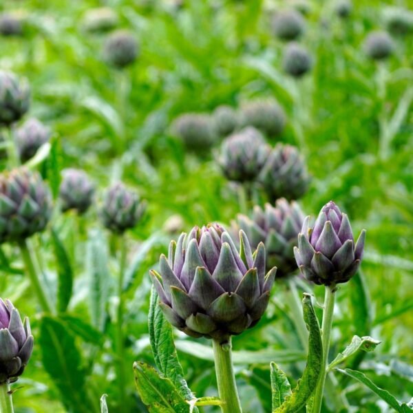 Artichaut Violet de Provence – plante avec plusieurs capitules