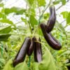 aubergine-de-barbentane-1-potager-darmor Graines d’aubergine de Barbentane – longs fruits violet foncé sur le plant