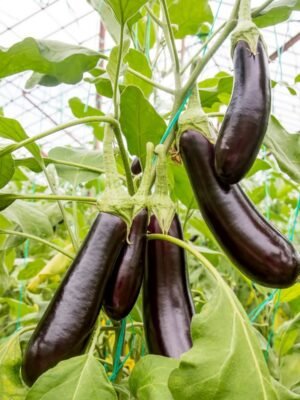 aubergine-de-barbentane-1-potager-darmor Graines d’aubergine de Barbentane – longs fruits violet foncé sur le plant