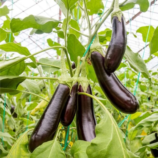 aubergine-de-barbentane-1-potager-darmor Graines d’aubergine de Barbentane – longs fruits violet foncé sur le plant