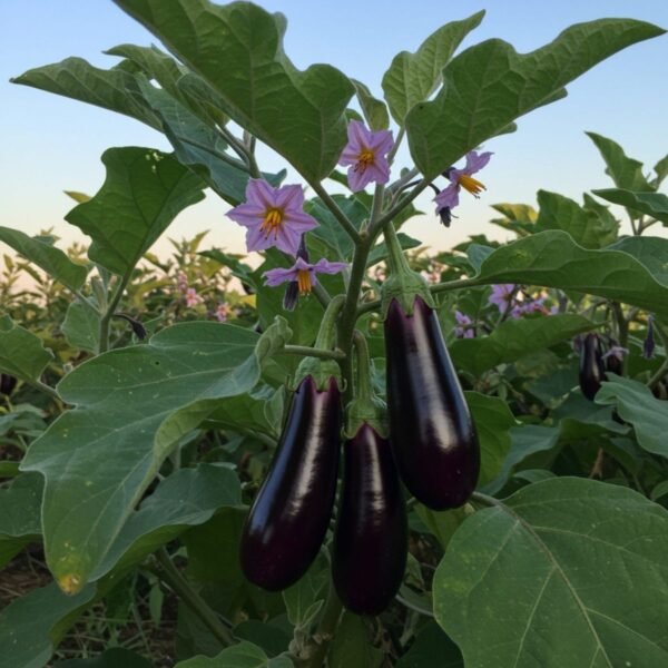 Aubergine de Barbentane – fruits allongés et fleurs violettes