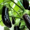 Aubergine de Barbentane – fruits violets longs et brillants