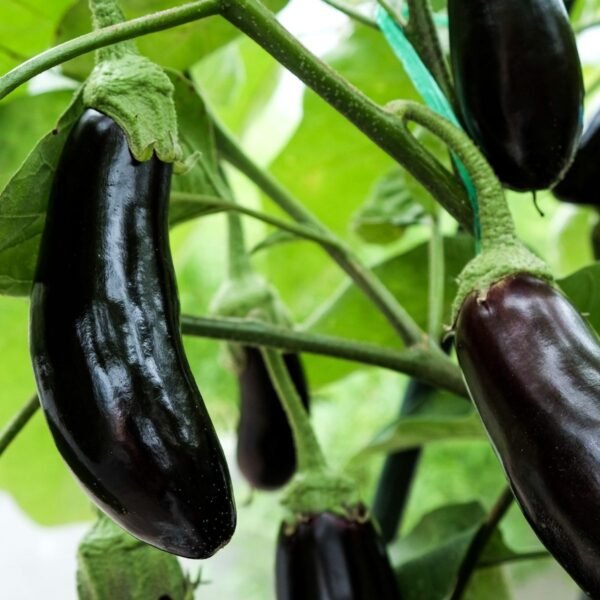 Aubergine de Barbentane – fruits violets longs et brillants