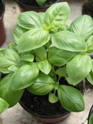 Graines de basilic Genovese – plant aux grandes feuilles vertes