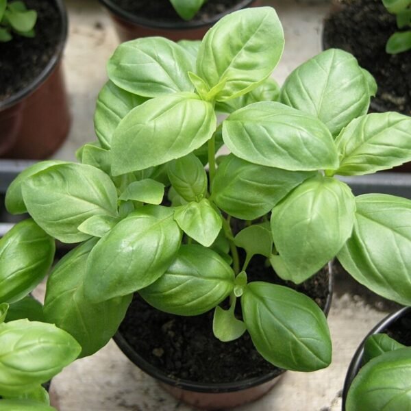 basilic-genovese-1-potager-darmor Graines de basilic Genovese – plant aux grandes feuilles vertes