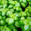 basilic-genovese-2-potager-darmor Basilic Genovese – feuillage vert abondant et aromatique