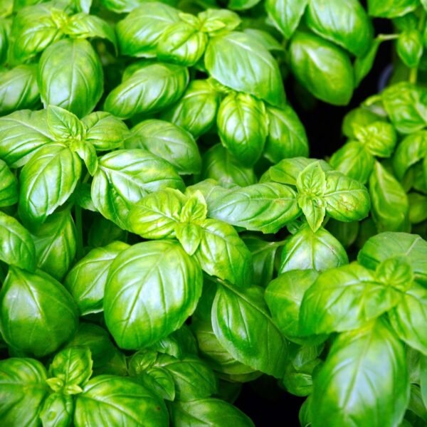 basilic-genovese-2-potager-darmor Basilic Genovese – feuillage vert abondant et aromatique