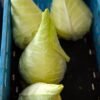 chou-cabus-blanc-coeur-de-boeuf-2-potager-darmor Chou cabus pointu Cœur de Bœuf – pommes récoltées
