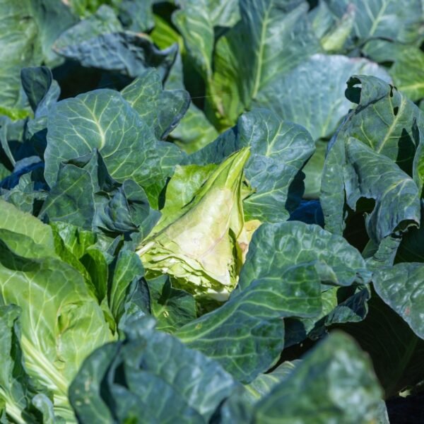 chou-cabus-blanc-coeur-de-boeuf-3-potager-darmor Chou cabus pointu Cœur de Bœuf – culture au potager
