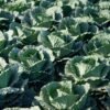 chou-de-milan-vertus-2-3-potager-darmor Chou de Milan Vertus 2 – culture au potager