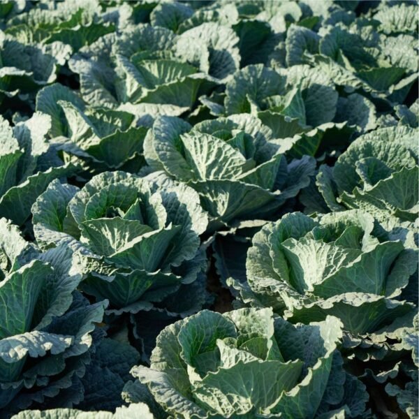 chou-de-milan-vertus-2-3-potager-darmor Chou de Milan Vertus 2 – culture au potager