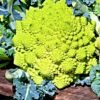 chou-fleur-romanesco-natalino-1-potager-darmor Graines de chou-fleur Romanesco Natalino - pomme verte aux bouquets pyramidaux