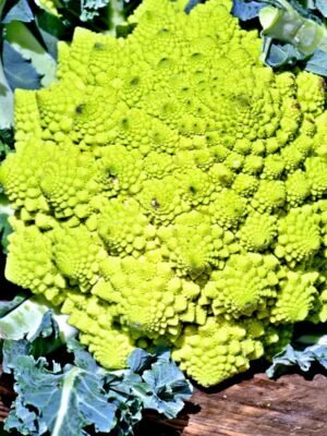 chou-fleur-romanesco-natalino-1-potager-darmor Graines de chou-fleur Romanesco Natalino - pomme verte aux bouquets pyramidaux