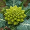 chou-fleur-romanesco-natalino-2-potager-darmor Chou-fleur Romanesco Natalino – pomme verte pyramidale