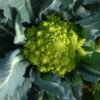 chou-fleur-romanesco-natalino-3-potager-darmor Chou-fleur Romanesco Natalino – culture au potager