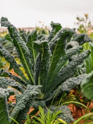 chou-kale-noir-de-toscane-1-potager-darmor Graines de chou kale Noir de Toscane – plant au feuillage vert foncé