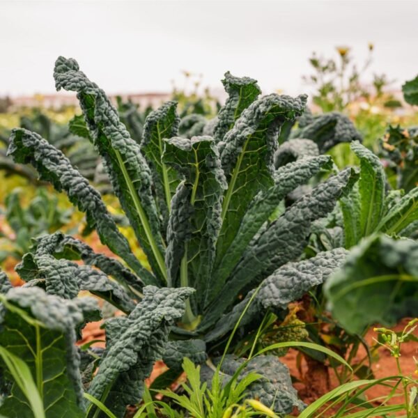 chou-kale-noir-de-toscane-1-potager-darmor Graines de chou kale Noir de Toscane – plant au feuillage vert foncé