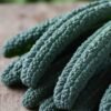 chou-kale-noir-de-toscane-2-potager-darmor Chou kale Noir de Toscane – feuilles gaufrées récoltées