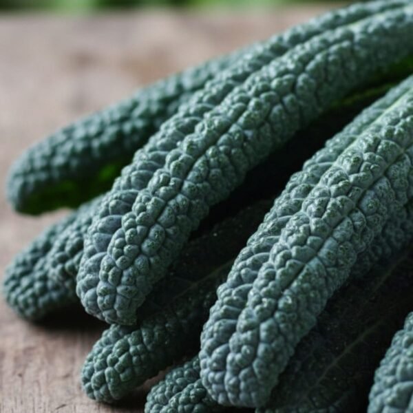 chou-kale-noir-de-toscane-2-potager-darmor Chou kale Noir de Toscane – feuilles gaufrées récoltées