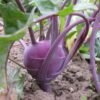 chou-rave-violet-de-vienne-1-potager-darmor Graines de chou-rave Violet de Vienne – pommes violettes sur le plant