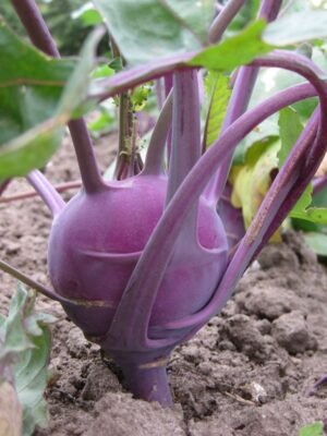 chou-rave-violet-de-vienne-1-potager-darmor Graines de chou-rave Violet de Vienne – pommes violettes sur le plant