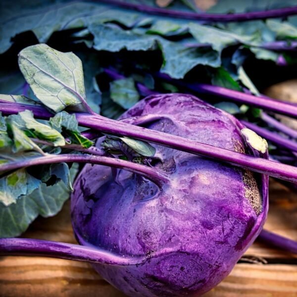 chou-rave-violet-de-vienne-2-potager-darmor Chou-rave Violet de Vienne – pomme ronde violet pourpre
