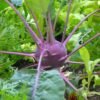 chou-rave-violet-de-vienne-3-potager-darmor Chou-rave Violet de Vienne – culture au potager