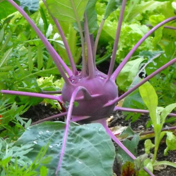 chou-rave-violet-de-vienne-3-potager-darmor Chou-rave Violet de Vienne – culture au potager