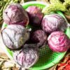 chou-rouge-tête-noire-3-2-potager-darmor Chou rouge Tête Noire 3 – pommes récoltées