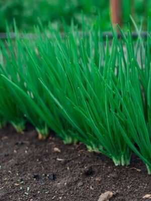 ciboulette-fine-1-potager-darmor Graines de ciboulette fine – touffes de ciboulette au potager