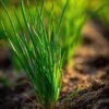 ciboulette-fine-2-potager-darmor Ciboulette fine – feuilles fines vertes et dressées