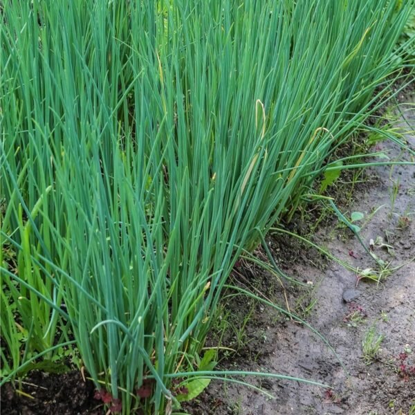 ciboulette-fine-3-potager-darmor Ciboulette fine – culture en pleine terre