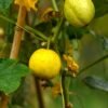 concombre-citron-1-potager-darmor Graines de concombre Citron – fruit rond jaune sur le plant