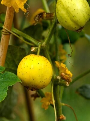 concombre-citron-1-potager-darmor Graines de concombre Citron – fruit rond jaune sur le plant