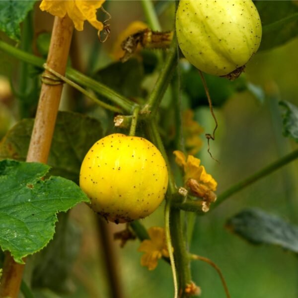 concombre-citron-1-potager-darmor Graines de concombre Citron – fruit rond jaune sur le plant
