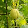 concombre-citron-2-potager-darmor Concombre Citron – jeune fruit rond sur le plant