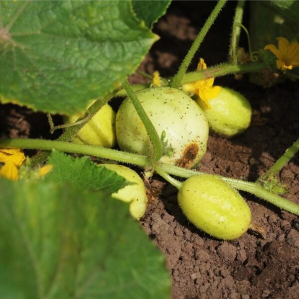 concombre-citron-3-potager-darmor Concombre Citron – plusieurs fruits en cours de maturation