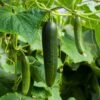 concombre-marketmore-1-potager-darmor Graines de concombre Marketmore – fruits verts sur le plant