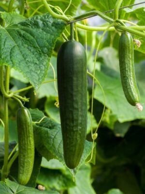 concombre-marketmore-1-potager-darmor Graines de concombre Marketmore – fruits verts sur le plant