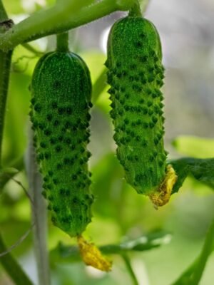 cornichon-de-paris-1-potager-darmor Graines de cornichon de Paris – petits fruits verts sur le plant