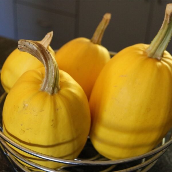 courge-spaghetti-pyza-1-potager-darmor Graines de courge Spaghetti Pyza – fruits jaunes à maturité