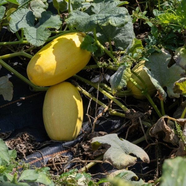 courge-spaghetti-pyza-2-potager-darmor Courge Spaghetti Pyza – fruits jaunes mûrs sur le plant