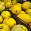courge-spaghetti-pyza-3-potager-darmor Courge Spaghetti Pyza – récolte de fruits jaunes