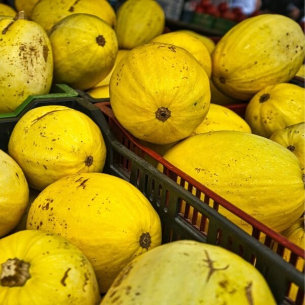 courge-spaghetti-pyza-3-potager-darmor Courge Spaghetti Pyza – récolte de fruits jaunes