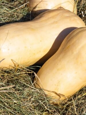 courge-waltham-butternut-1-potager-darmor Graines de courge Waltham Butternut – fruits mûrs à peau beige