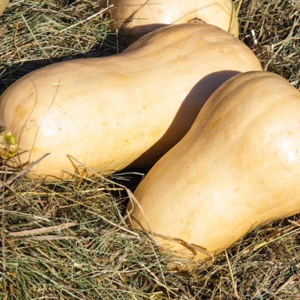 courge-waltham-butternut-1-potager-darmor Graines de courge Waltham Butternut – fruits mûrs à peau beige
