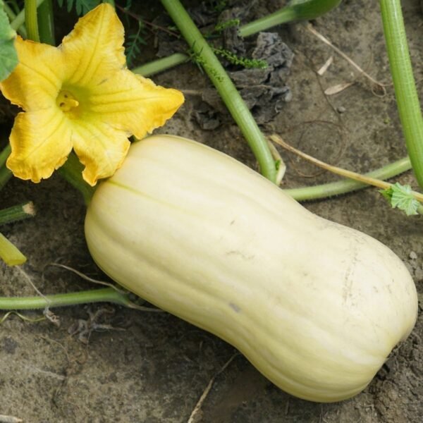 Courge Waltham Butternut – jeune fruit sur le plant