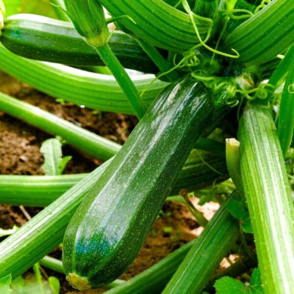 courgette-black-beauty-2-potager-darmor Courgette Black Beauty – fruit vert foncé sur le plant